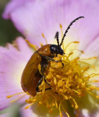 Réf. 228 114 : Exosoma lusitanicum